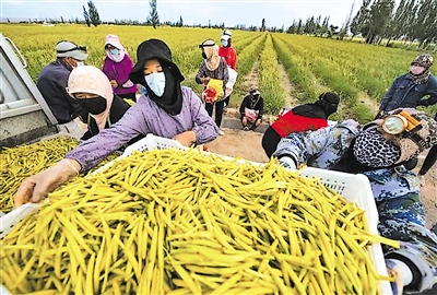     村民們在種植基地采摘黃花菜。
