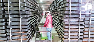     脫貧群眾在黨建共同體基地黃粉蟲養(yǎng)殖車間務(wù)工。