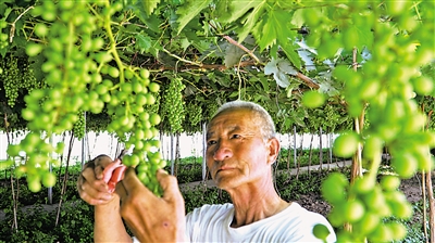     特色產(chǎn)業(yè)助推村集體經(jīng)濟(jì)發(fā)展壯大。