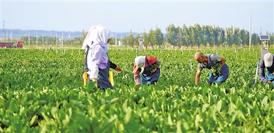     原州區(qū)冷涼蔬菜基地是農(nóng)民增收的希望田野。