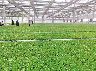     現(xiàn)代化育苗中心是原州區(qū)冷涼蔬菜好品質(zhì)的基礎(chǔ)。