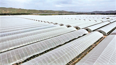     興隆鎮(zhèn)下堡子冷涼蔬菜種植基地。