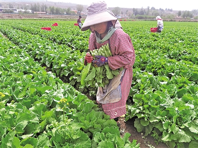     萬崖村露地蔬菜標(biāo)準(zhǔn)化種植基地，村民采摘菜心。