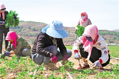     馬蓮村村民在蔬菜基地務(wù)工。