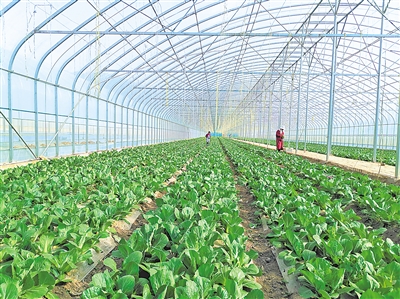     蔬菜綠色標(biāo)準(zhǔn)園輻射帶動蔬菜產(chǎn)量、品質(zhì)和品牌提升。