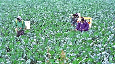     冷涼蔬菜成熟上市，村民忙著采摘收獲。