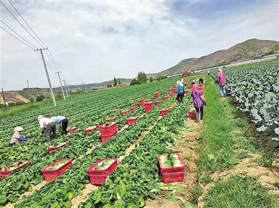     蔬菜產(chǎn)業(yè)為村民提供家門口的務(wù)工機(jī)會(huì)。