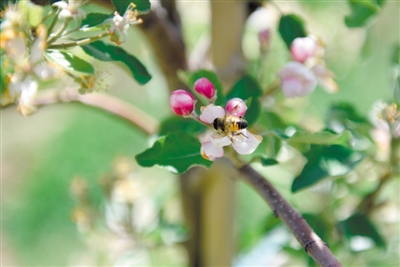 <p>　　岸邊蘋果花爭相吐蕊，引來蜜蜂采蜜忙。</p>