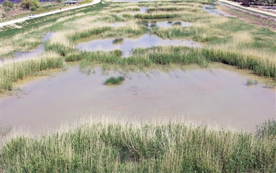 <p>　　←河道里水草豐茂，水質(zhì)清澈。</p>