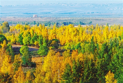 <p>　　哈巴湖小葉楊。</p>