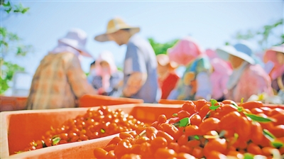 <p>　　　　鮮果經(jīng)濟(jì)產(chǎn)業(yè)成為中寧枸杞新的增長點(diǎn)。</p>