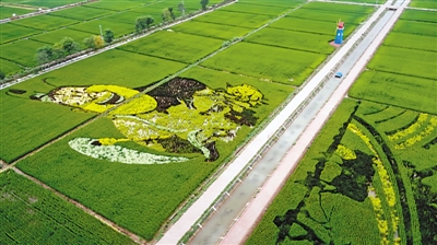 <p>　　　　中寧縣余丁鄉(xiāng)稻漁空間。</p>