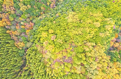 秋高氣爽，六盤山層林盡染。
